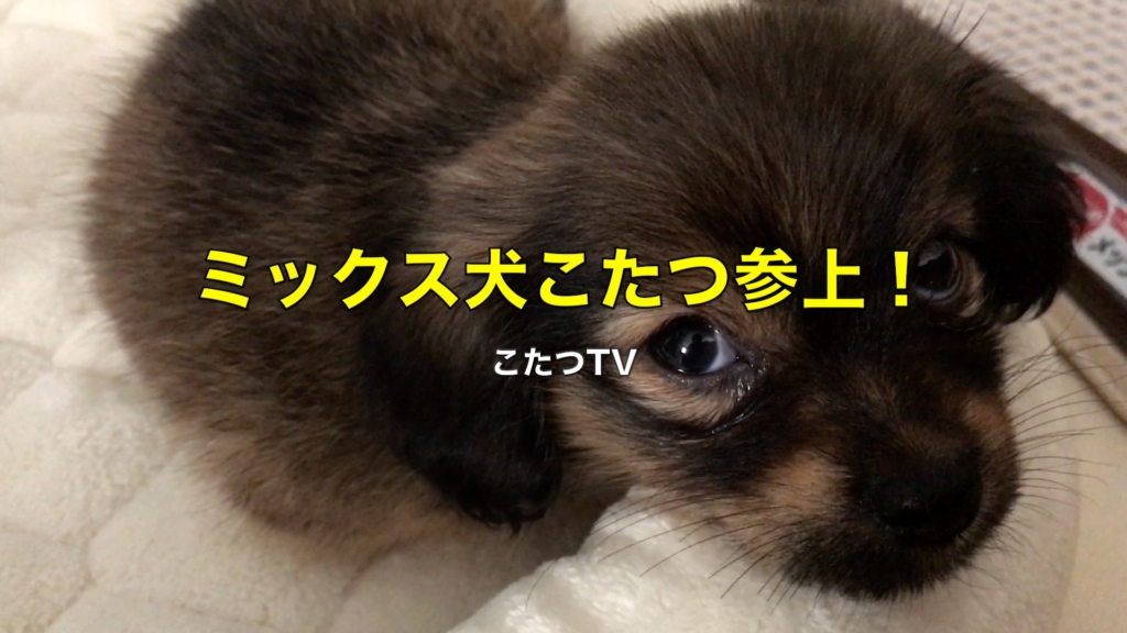 ミニチュアダックスとポメラニアンのミックス犬 Kotatsu324 Blog